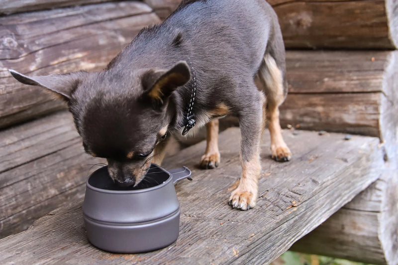 Wildo Fold-A-Cup kopen